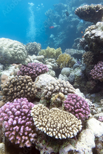 colorful coral reef with hard violet corals - underwater
