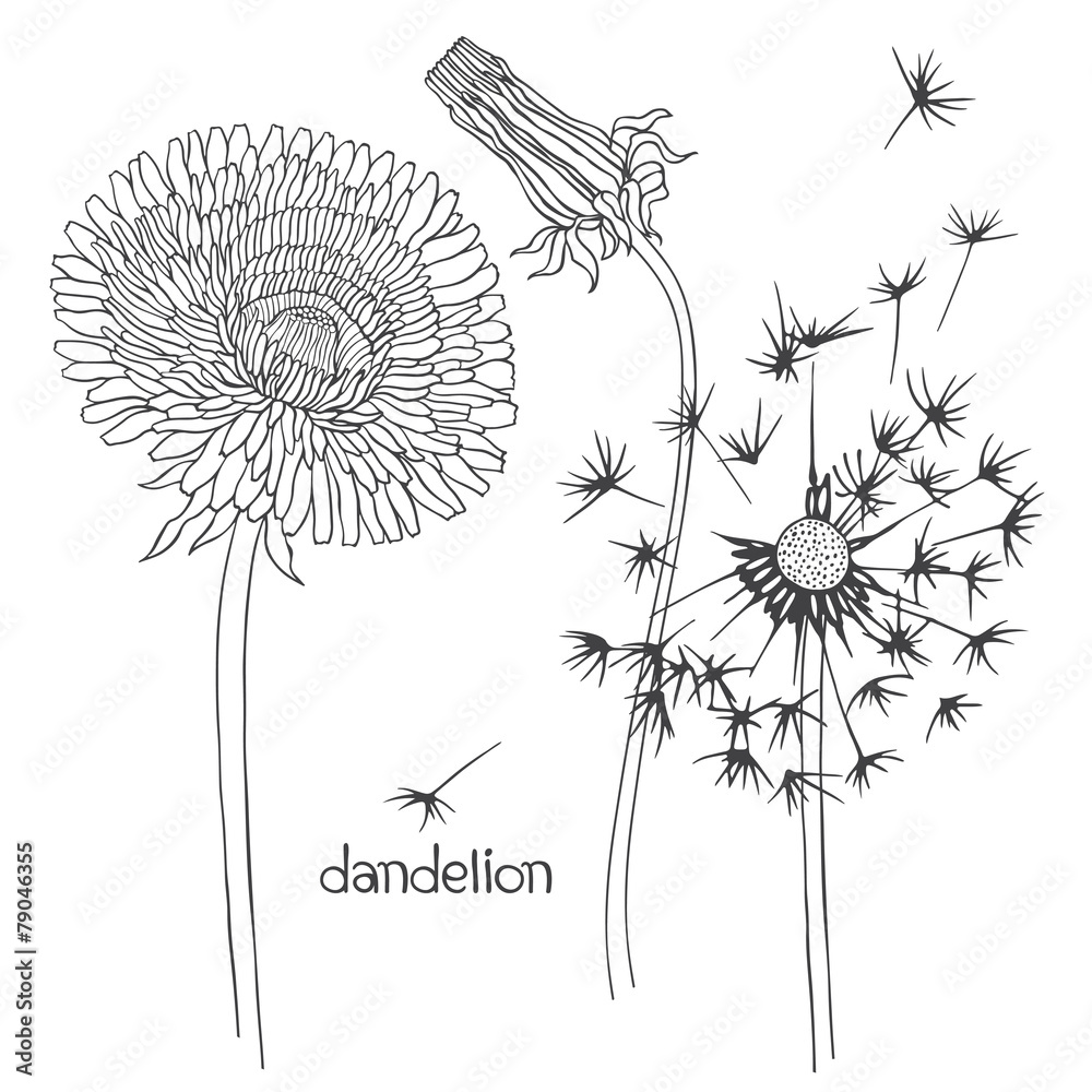 Fototapeta Set of dandelion isolated on white background. Hand drawn vector