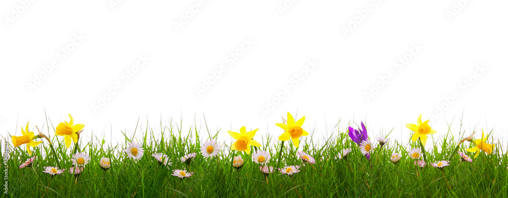 Green grass and colorful spring flowers.