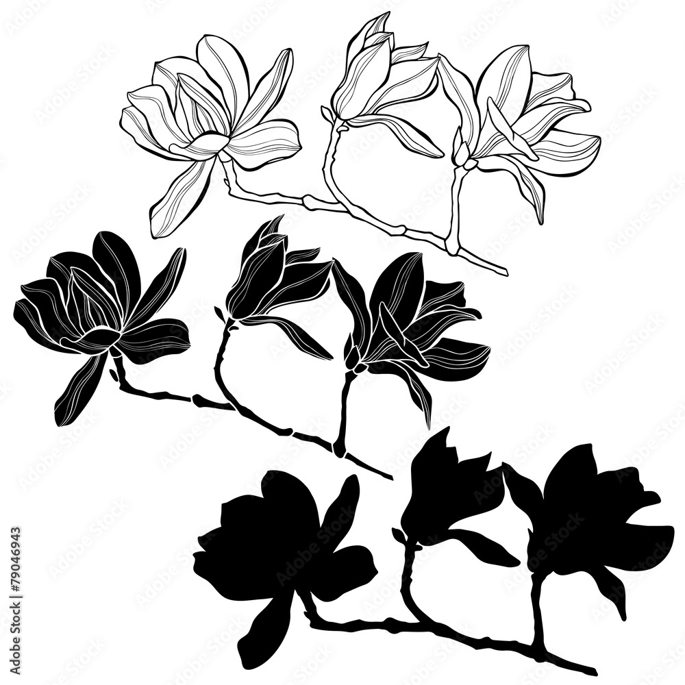 Naklejka premium Set of magnolia isolated on white background. Hand drawn vector