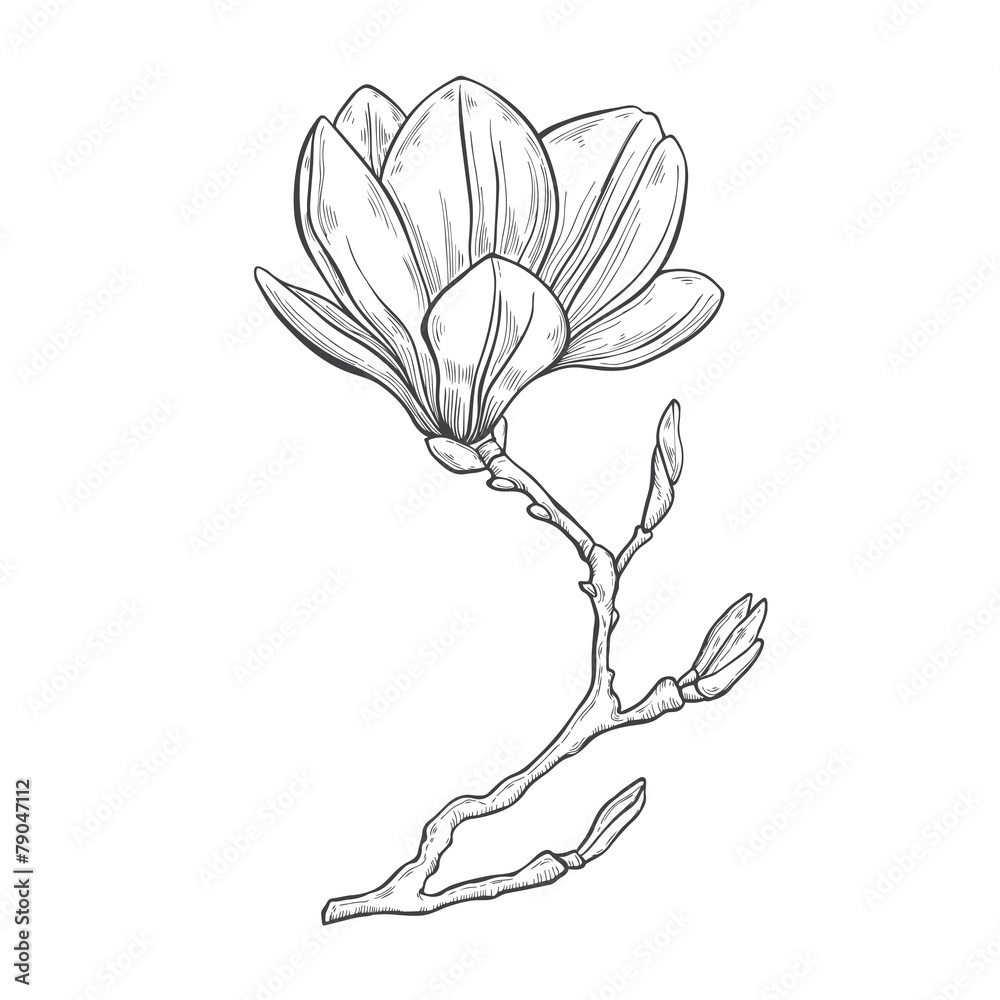 Fototapeta premium Magnolia. Hand drawn vector illustration on a white background,
