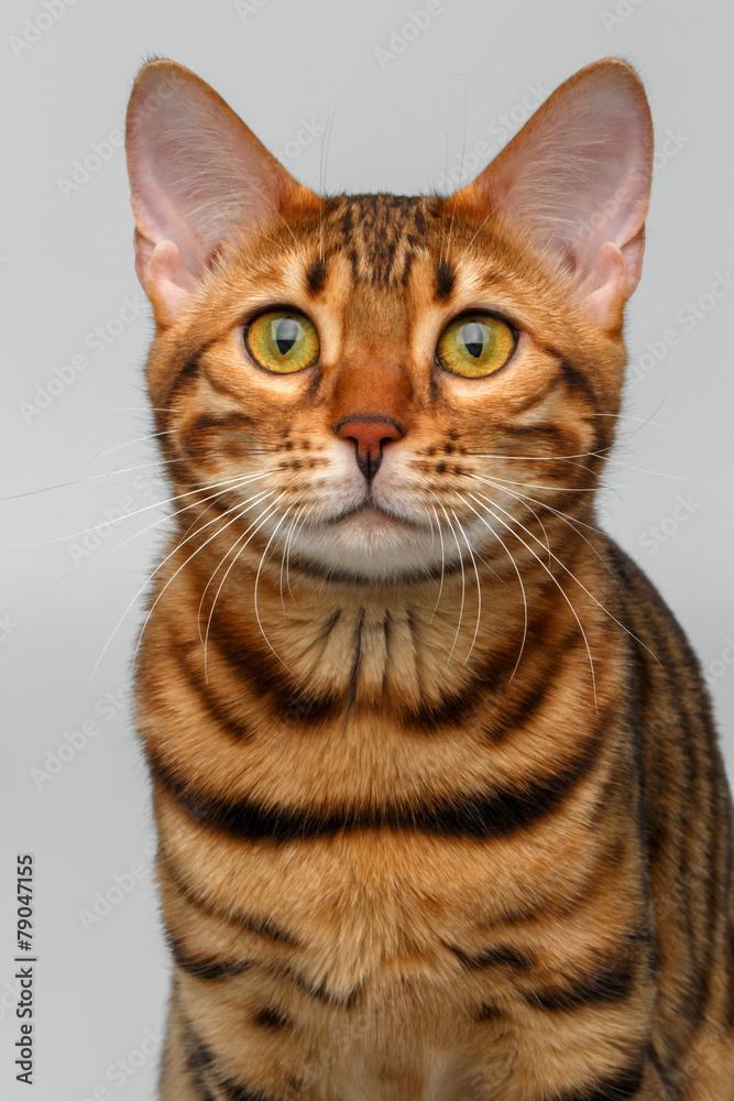 closeup bengal cat looking in camera