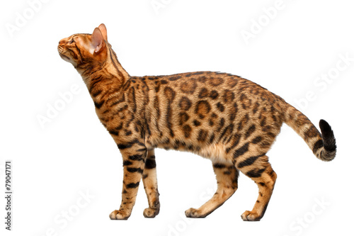bengal cat standing and sniffing on white