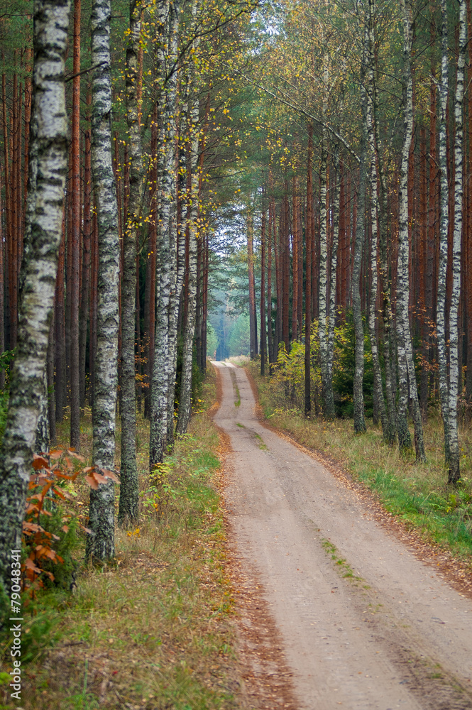 Fototapeta premium Road through the autumn forest