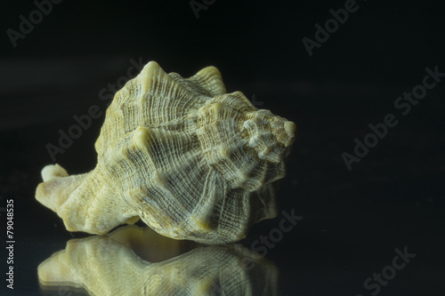 Sea snail shell