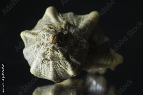 Sea shell frontal view