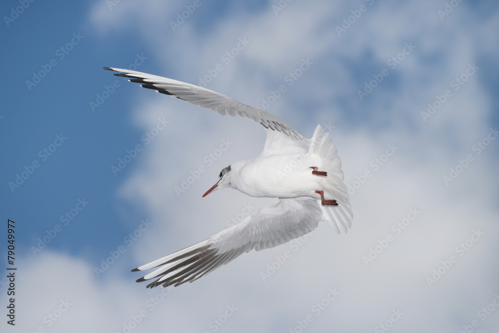 Fototapeta premium Black-headed Gull, Chroicocephalus ridibundus