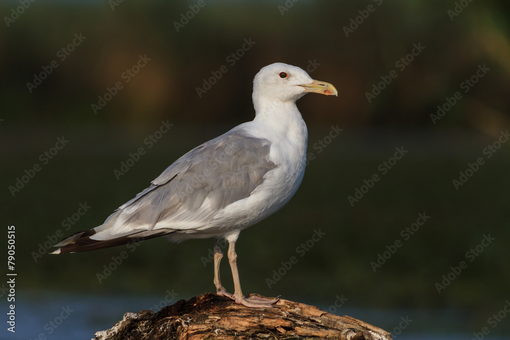 seagull seagull