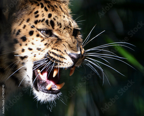 Amur Leopard #79050743