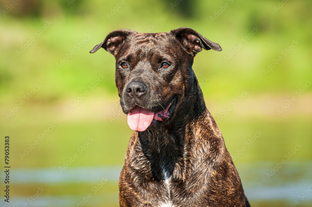 Portrait of american staffordshire terrier dog on the beach