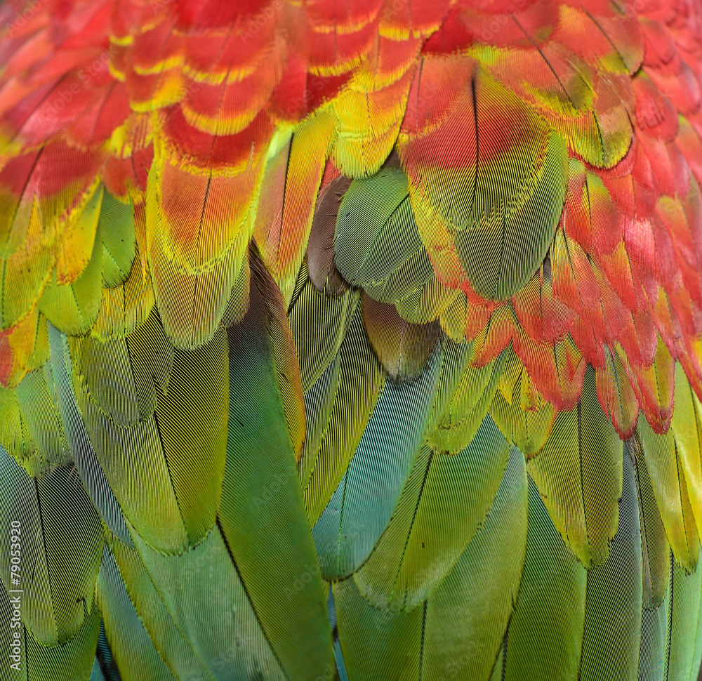 Fototapeta premium Beautiful Macaw Feathers