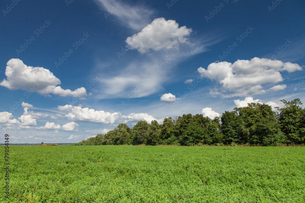 Alfalfa field