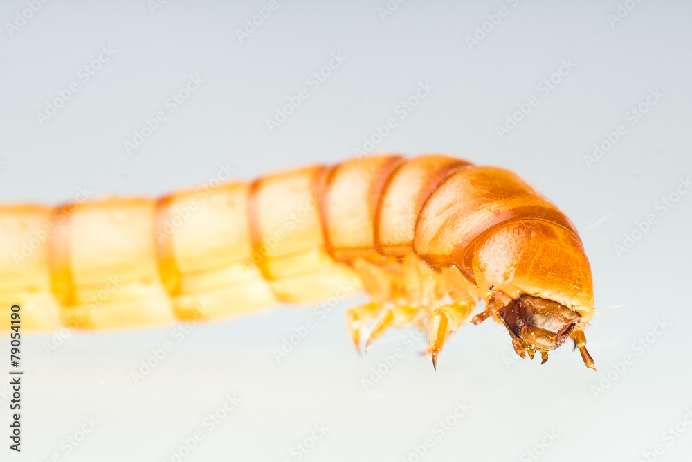 Mehlwurm, Larve des Mehlkäfers (Tenebrio molitor) Mehlwurm, Larve des Mehlkäfers (Tenebrio molitor)