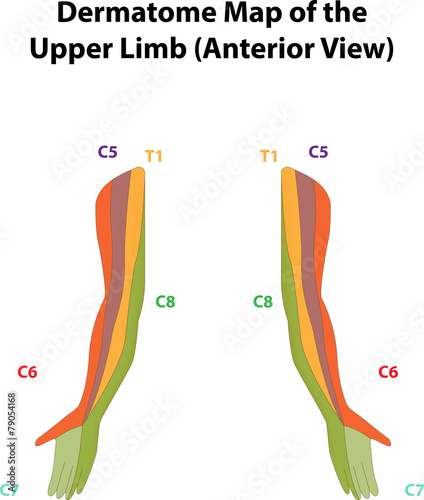 Dermatome Map of the Upper Limb photo