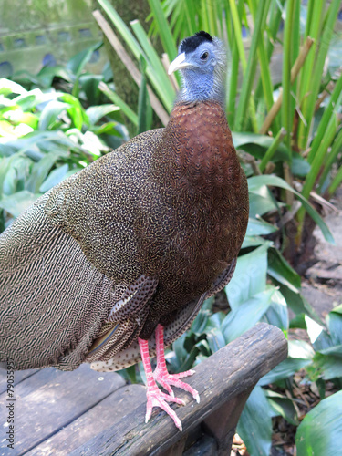 beautiful male Great Argus (Argusianus argus) photo