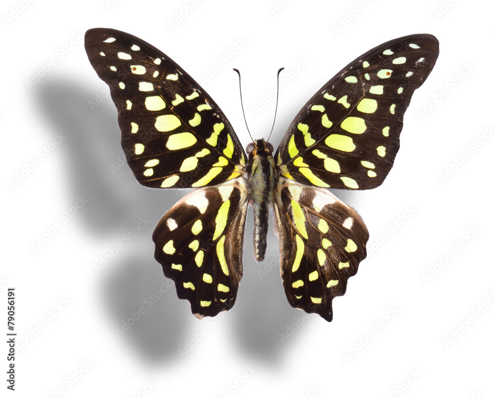 Butterfly isolated on white. Butterfly isolated on white.