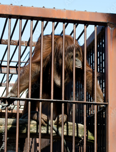 Orangutan in cage