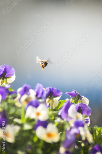 Foto gather honey