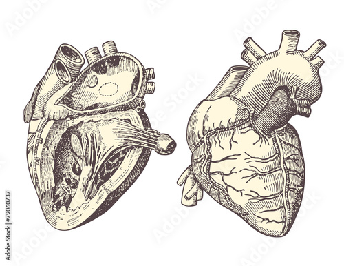 The human heart