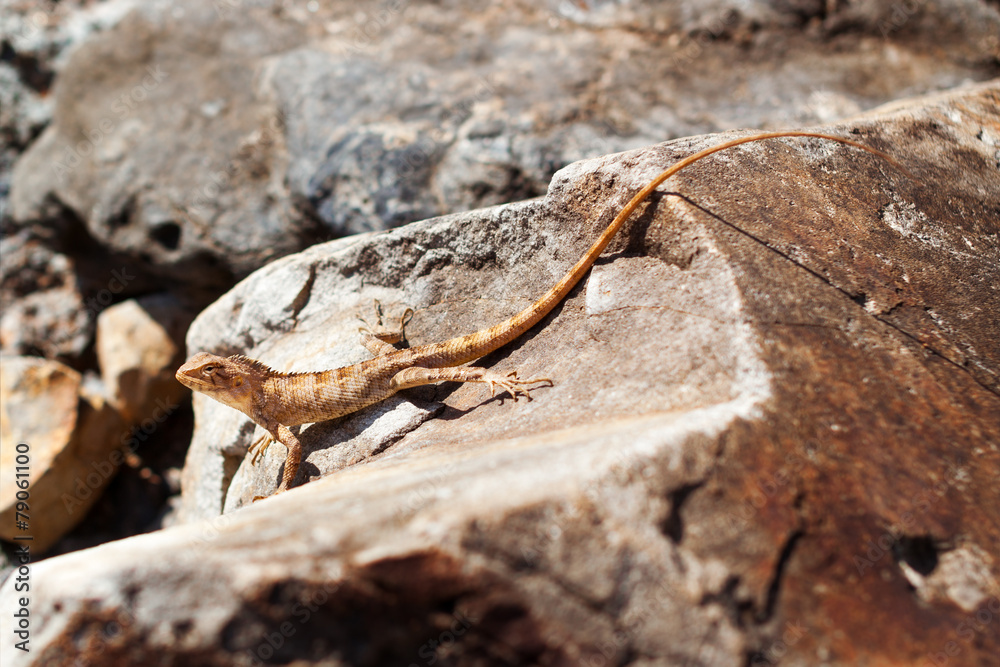 lizard lizard
