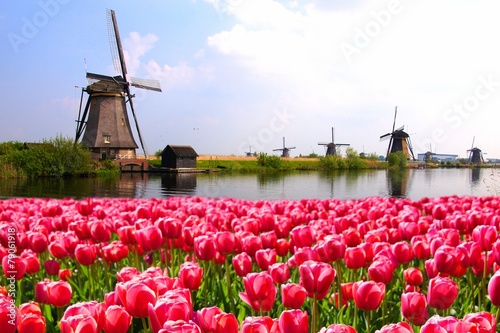 Pink tulips with Dutch windmills along a canal, Netherlands