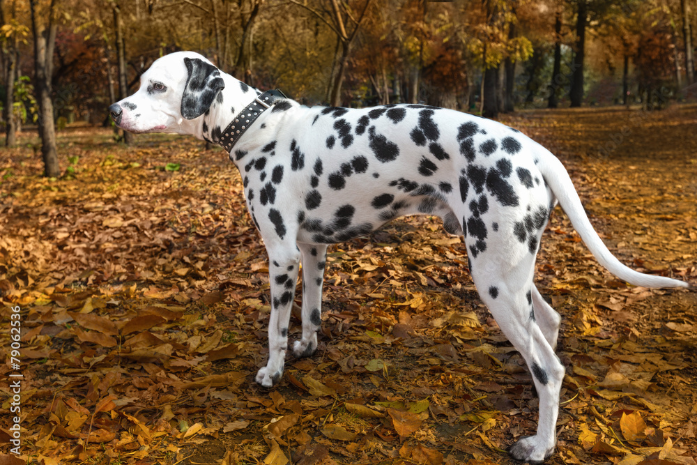 animal dog dalmatian pet