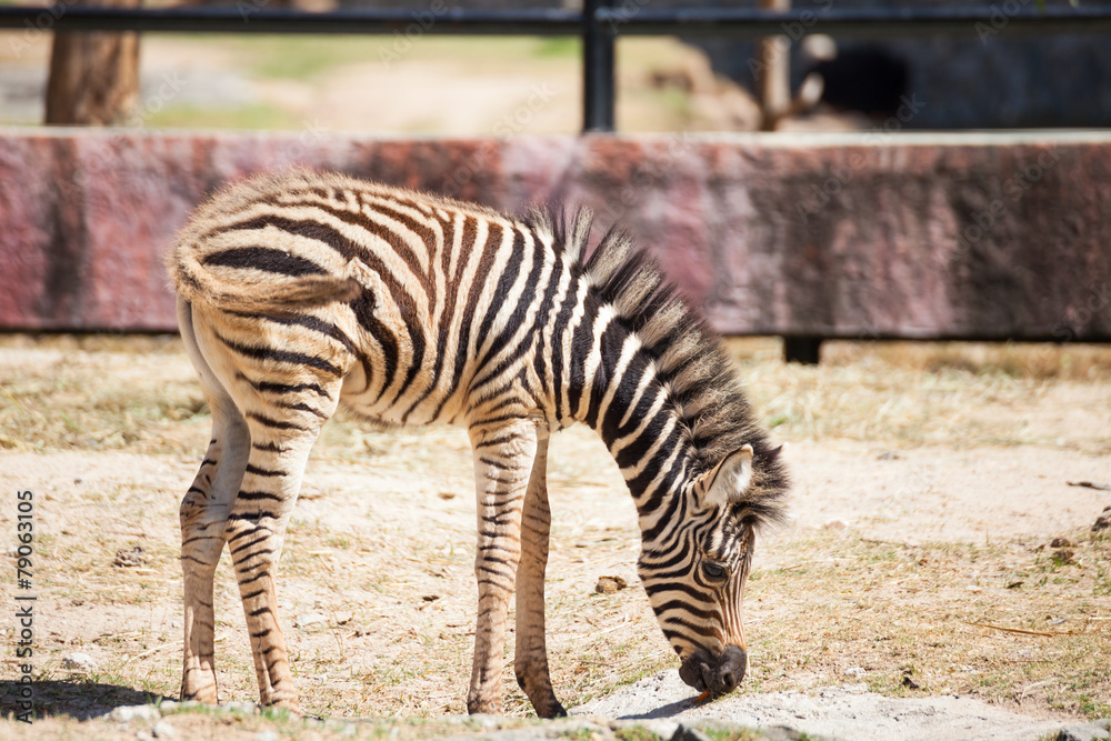 Common Zebra, science names Common Zebra, science names