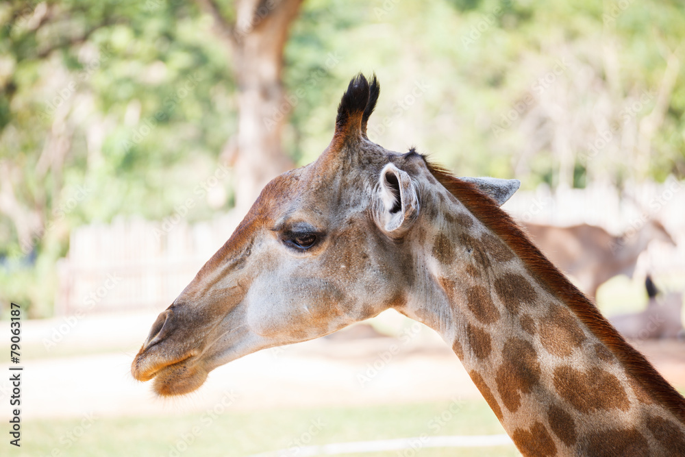 Giraffe, Giraffe,