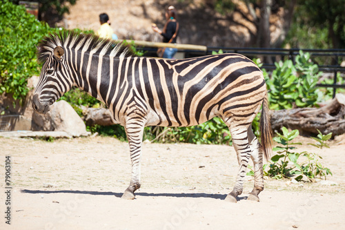 Common Zebra  science names  Equus burchellii   stand on sand gr