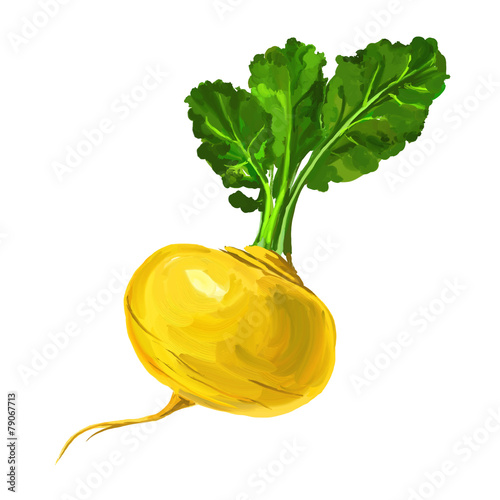 Turnip vector illustration  hand drawn  painted watercolor