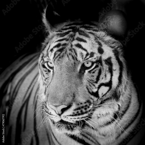 Close up tiger