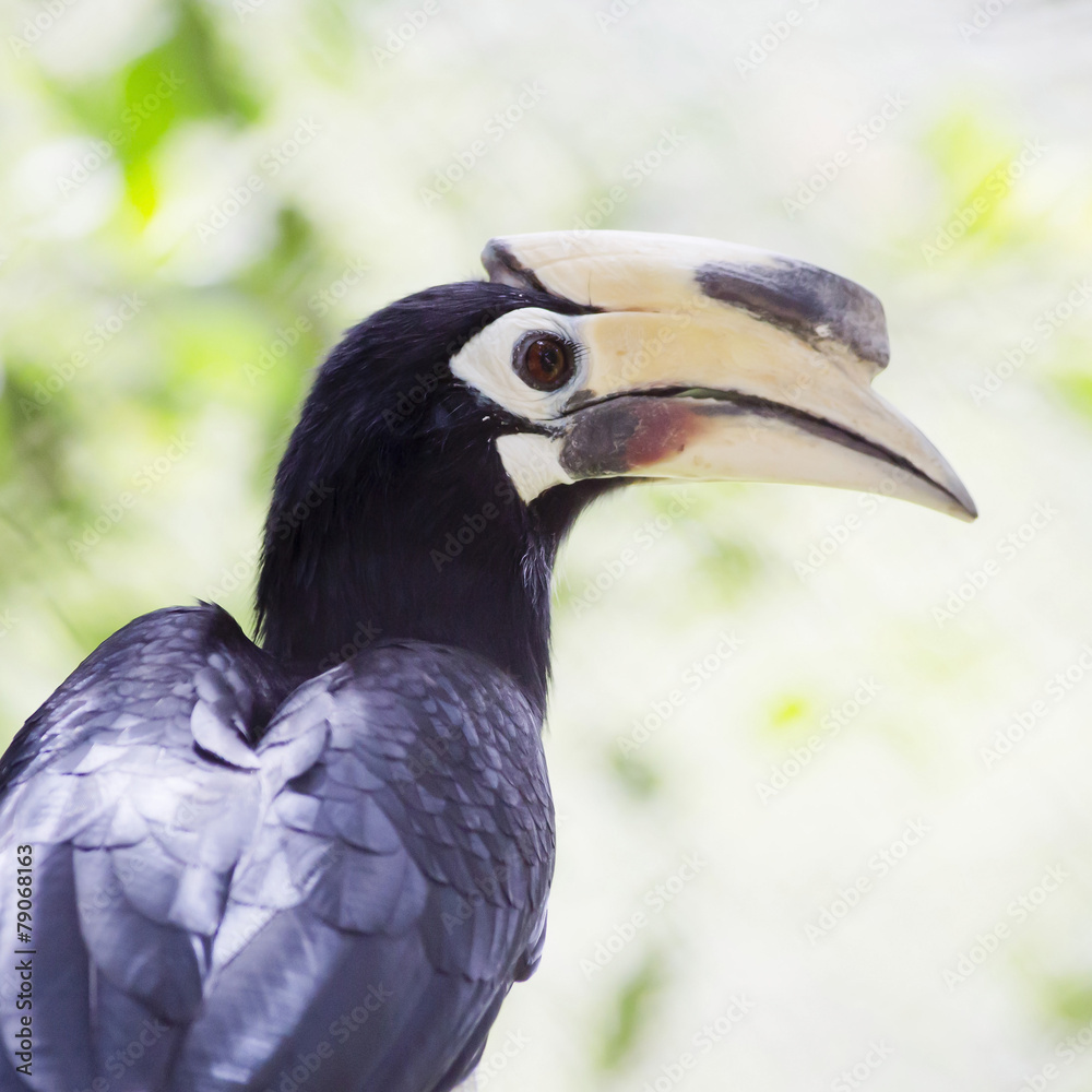 Fototapeta premium Close up Hornbill in wild