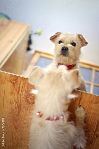 White puppy looking in the mirror