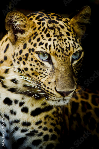 Leopard portrait © art9858