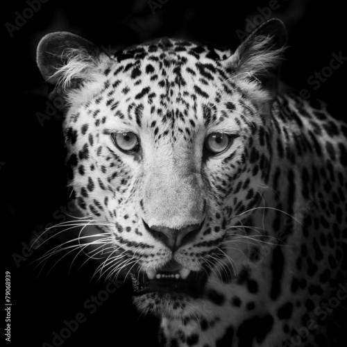 Fototapeta Naklejka Na Ścianę i Meble -  Leopard portrait