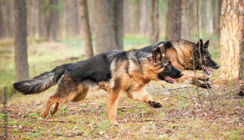 Two german shepherd dogs running in the park © Rita Kochmarjova