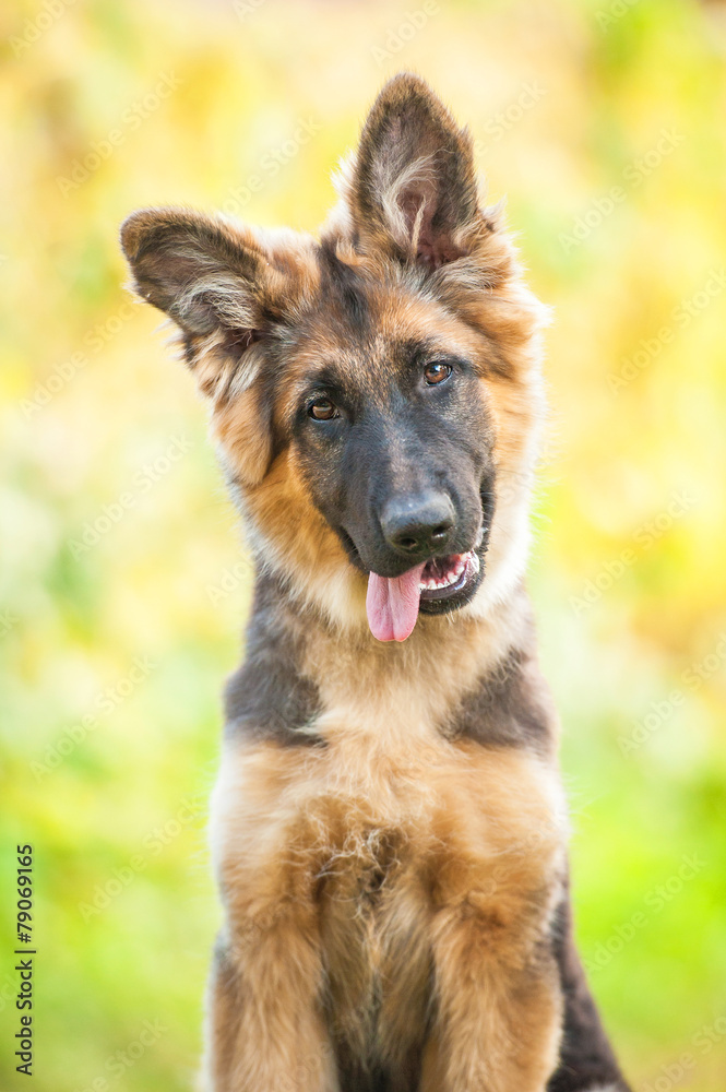 Portrait of funny german shepherd puppy Portrait of funny german shepherd puppy