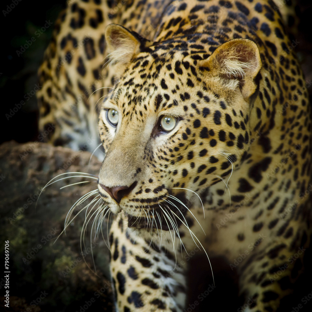 Obraz premium Leopard portrait