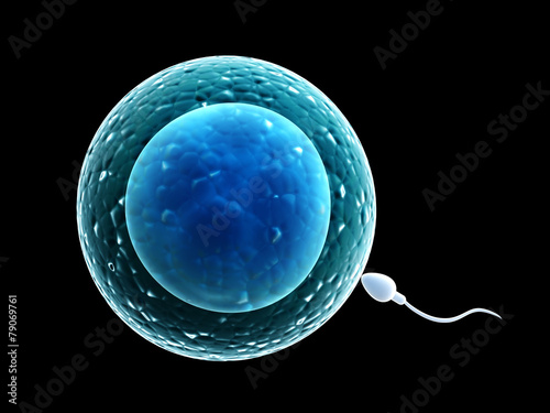 Fototapeta Spermatozoon, floating to ovule