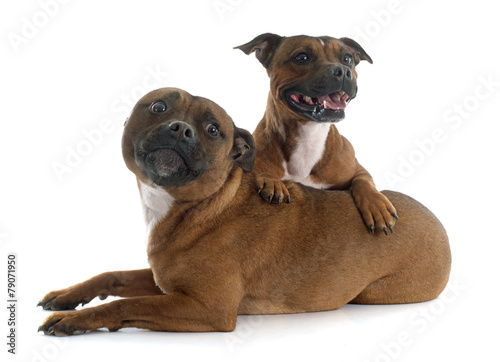 Staffordshire bull terriers