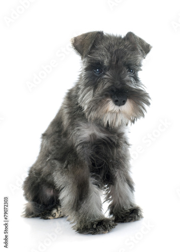 puppy Miniature Schnauzer