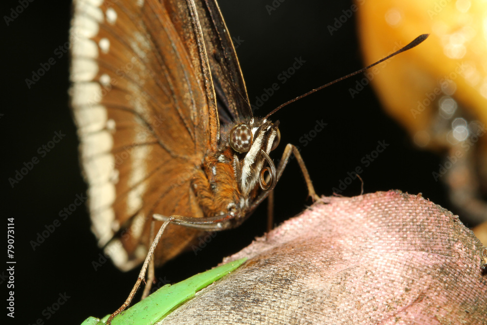 Obraz premium close up brown butterfly