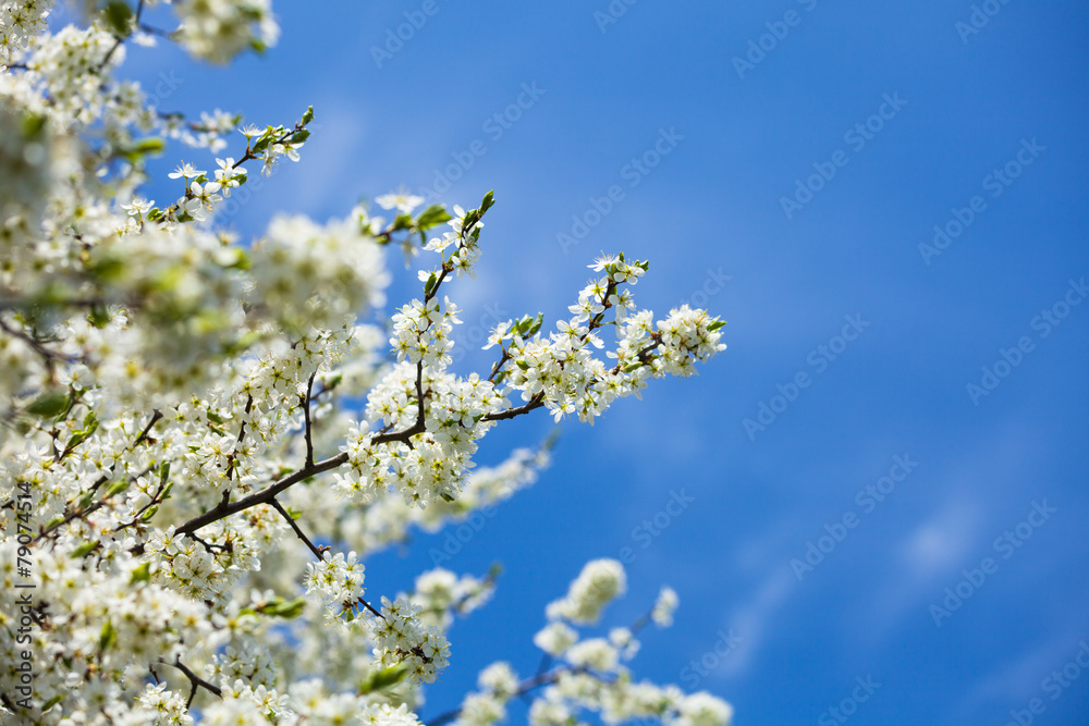 Cherry blossoms over blue sky
