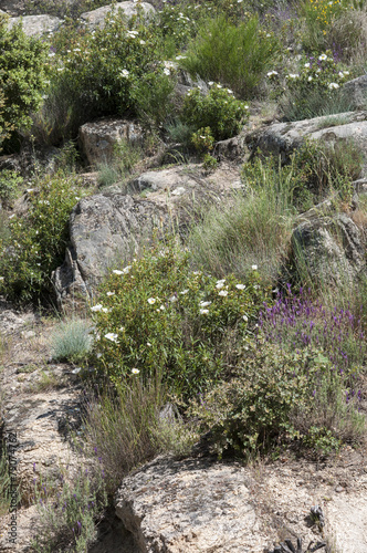 Mediterranean shrublands in Guadarrama Mountains  Madrid  Spain