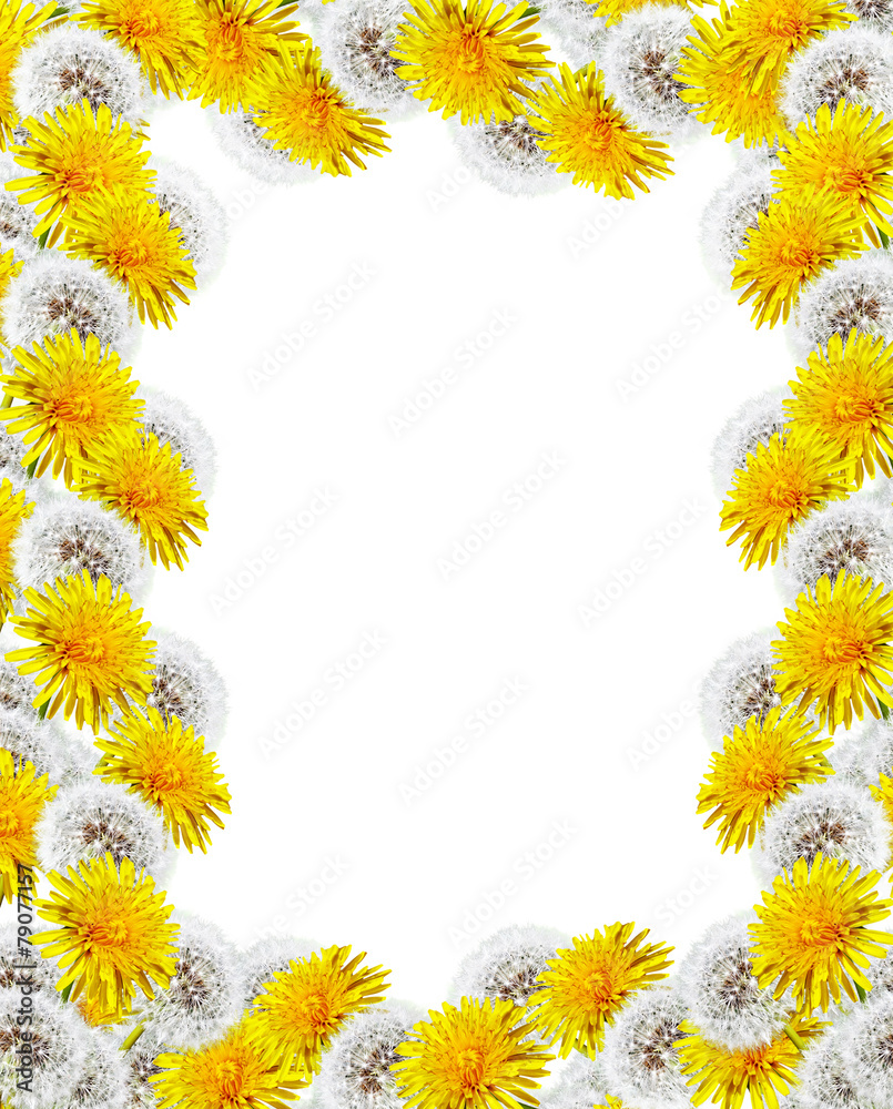 dandelion flowers isolated on white background dandelion flowers isolated on white background