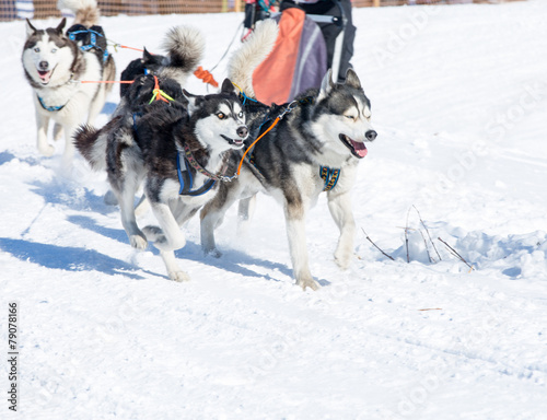 Draught dogs in the winter on Kamchatka