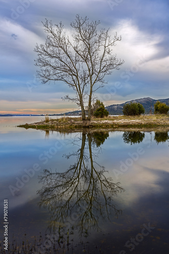 Landscape Tree. Madrid. Spain. © brunogm