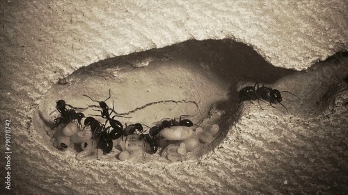Camponotus ligniperdus Braunschwarze Rossameise Carpenter Ant photo