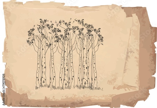 Birch forest