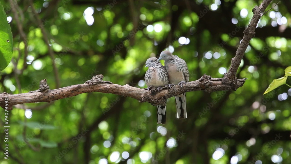 Couple Zebra dove relaxing branch on tree and green background